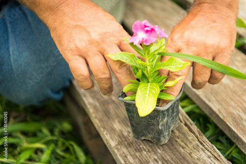 Gardener planting flowers