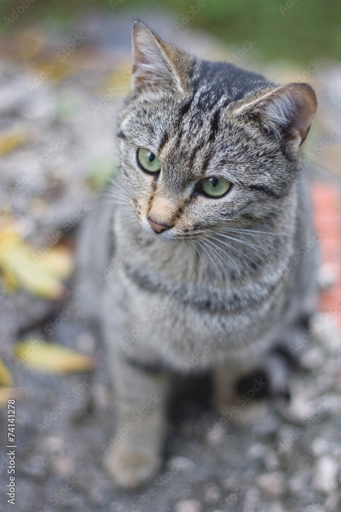 Young tabby cat outdoor, shallow dof.