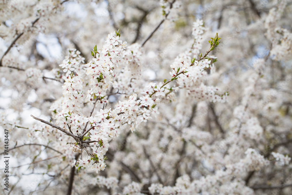 Cherry blossom tree Cherry blossom tree