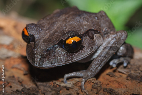 A close up of Smith's litter frog on the rotten wood photo