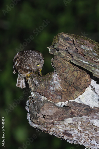 An Asian Barred Owlet feeding its baby