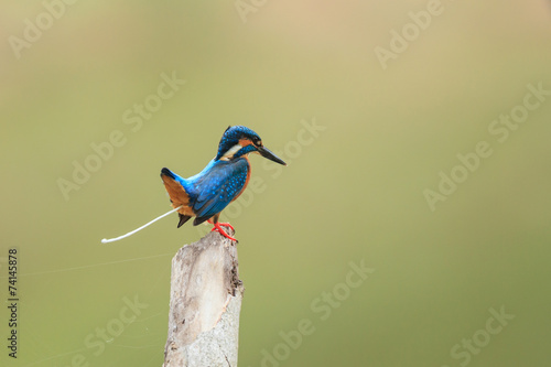 Foto A close up of Common Kingfisher at the poo-poo moment