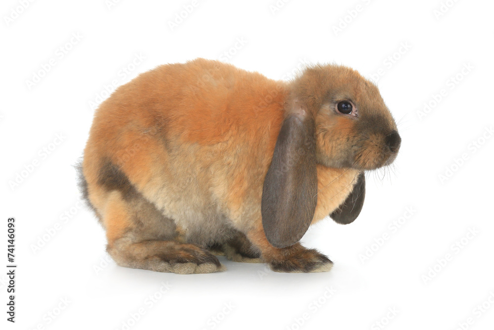 Fototapeta premium brown rabbit