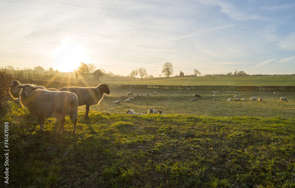 Fototapeta premium Sheep in a meadow at sunrise in autumn
