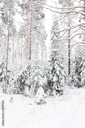russian winter forest in snow