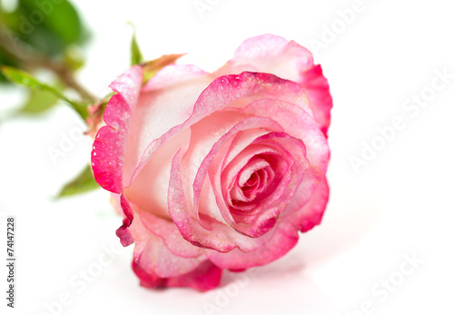 Fresh pink roses on white