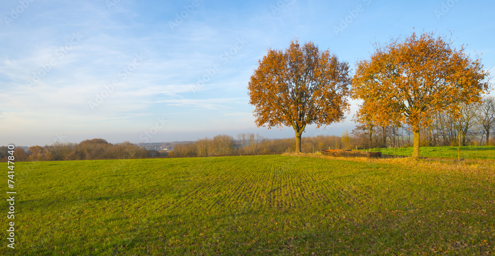 Trees along a meadow at sunset in autumn
