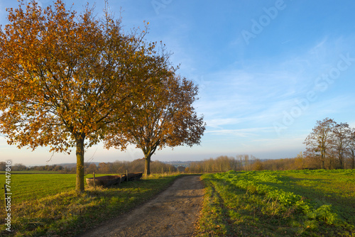 Country lane along a field in autumn