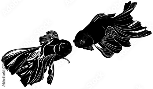 goldfish carp