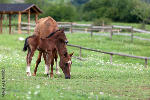Fototapeta Naklejka Na Ścianę i Meble -  Foal