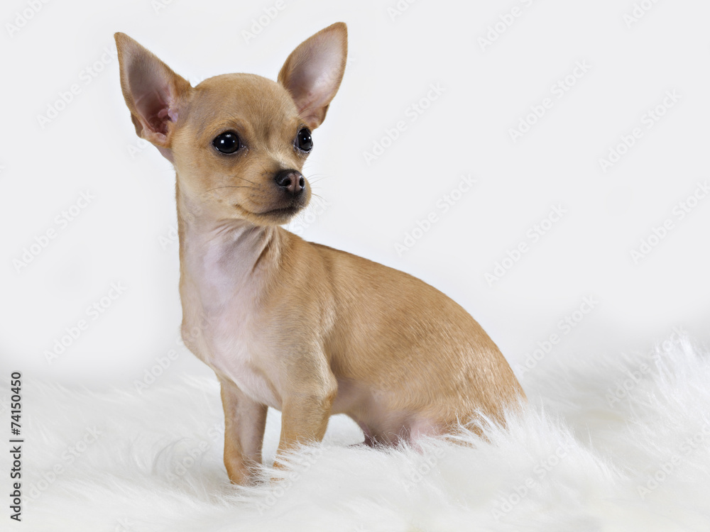 Obraz premium Chihuahua mexican dog sitting on the carpet