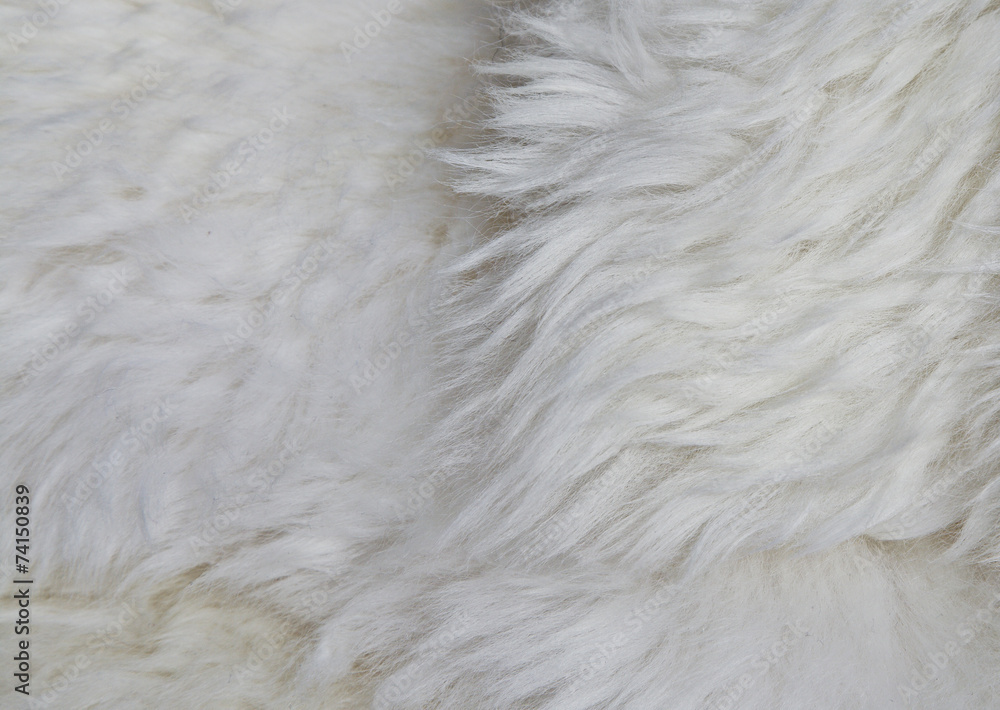 schafsfell StockFoto Adobe Stock