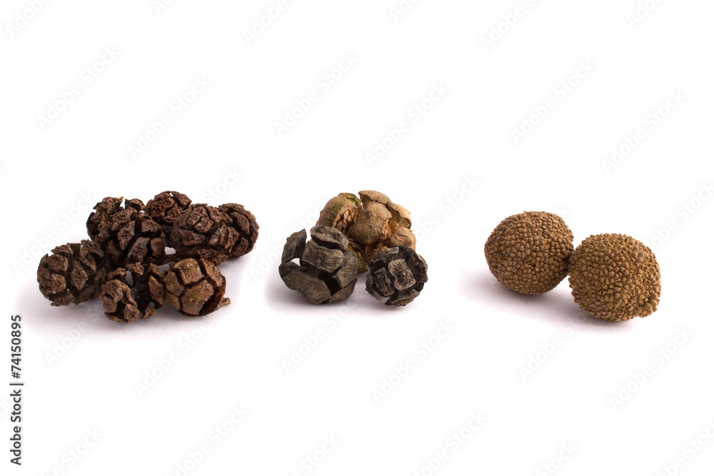 Obraz premium cones of cypress