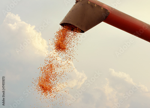 Maize grain falling from harvester