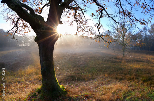 sunrise behind oak autumn tree © Olha Rohulya