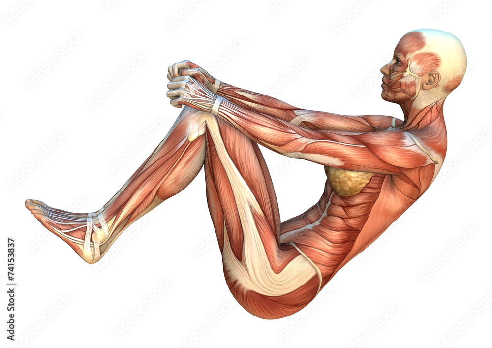 Muscle Maps Stock Illustration | Adobe Stock