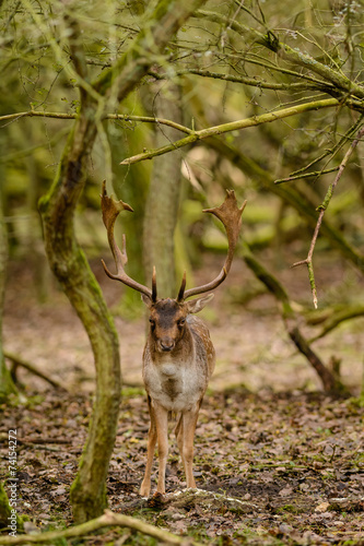 Male fallow deer (Dama dama) in the rutting season. © o0orichard