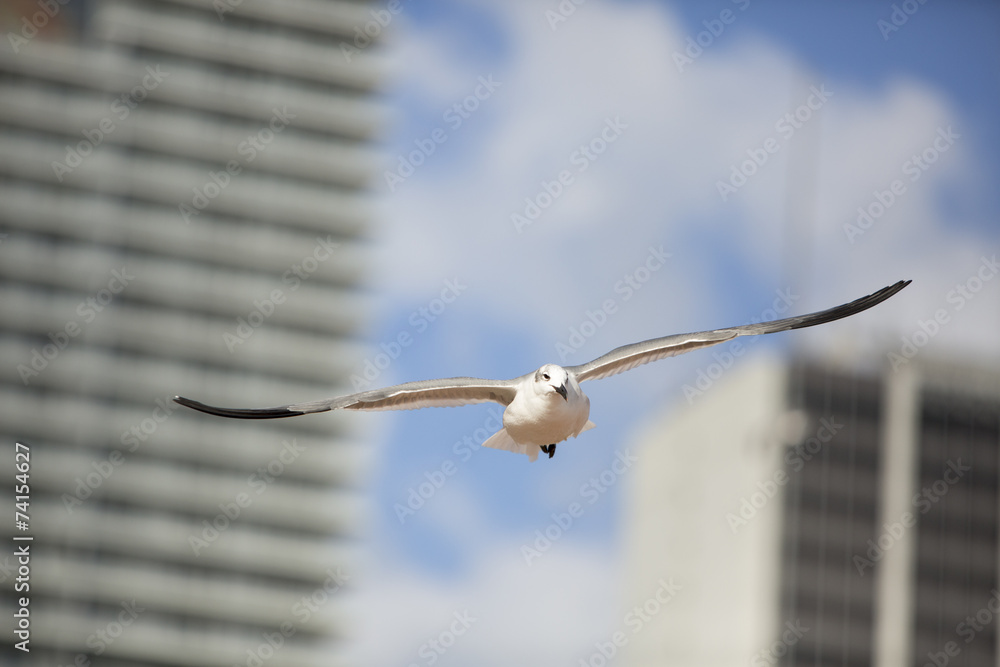 Seagull birds in flight in the city of Miami Seagull birds in flight in the city of Miami