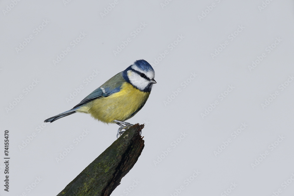 Obraz premium Blue tit, Parus caeruleus