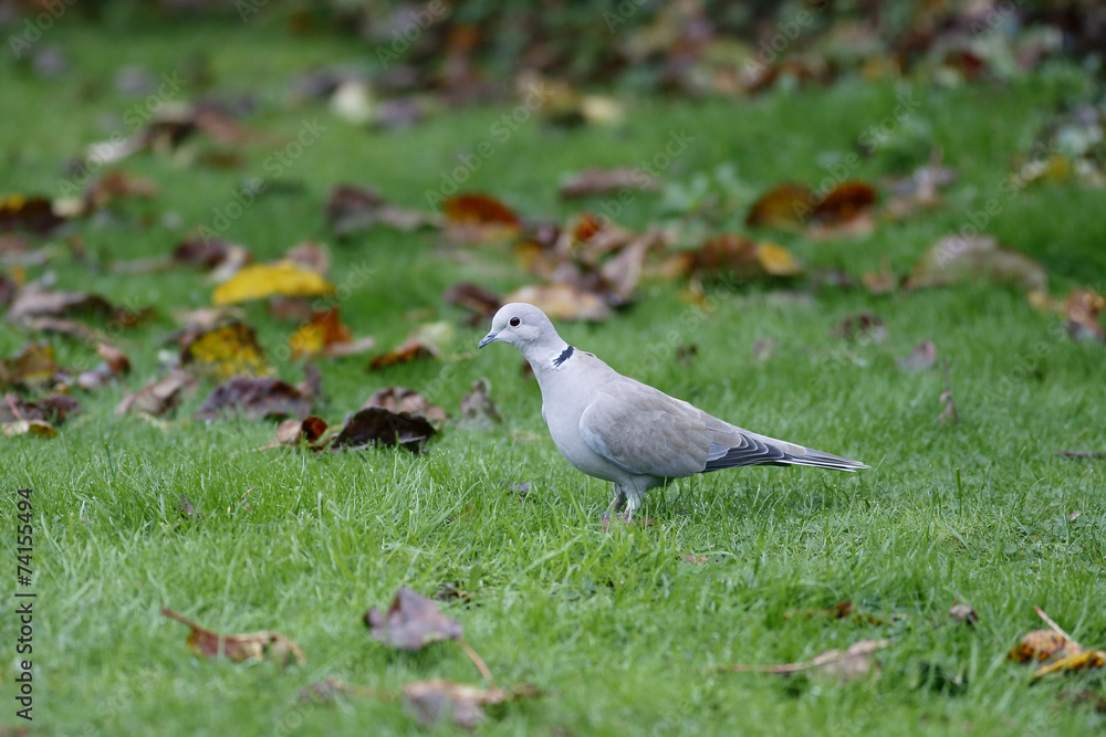 Collared dove, Streptopelia decaocto Collared dove, Streptopelia decaocto