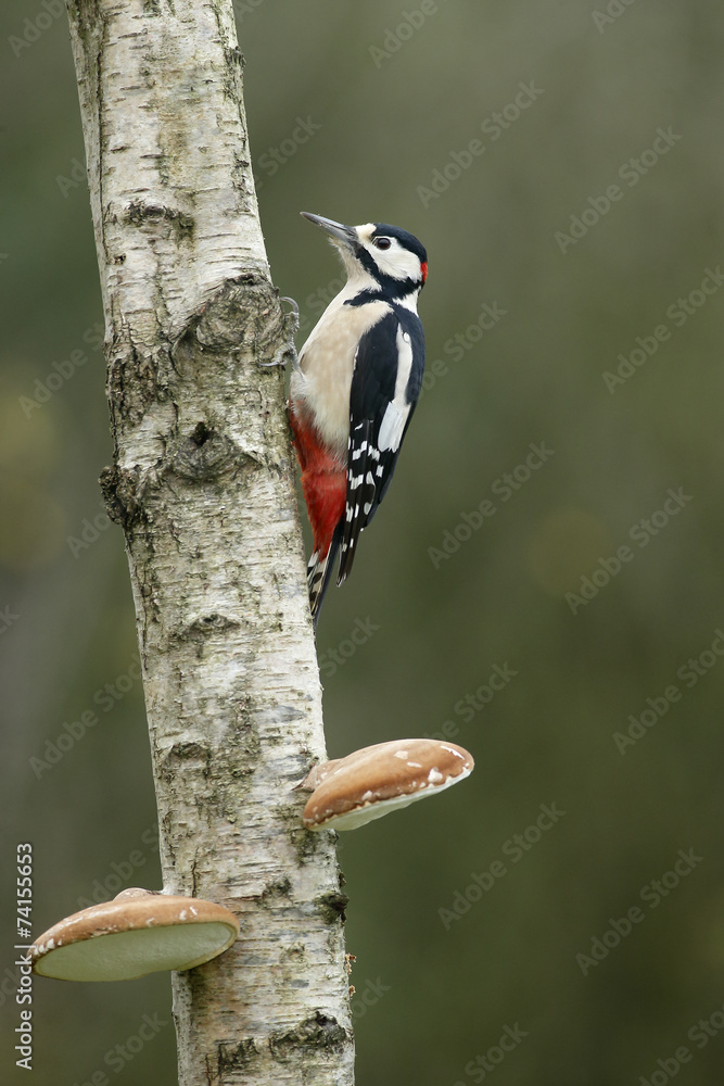 Great-spotted woodpecker, Dendrocopos major Great-spotted woodpecker, Dendrocopos major