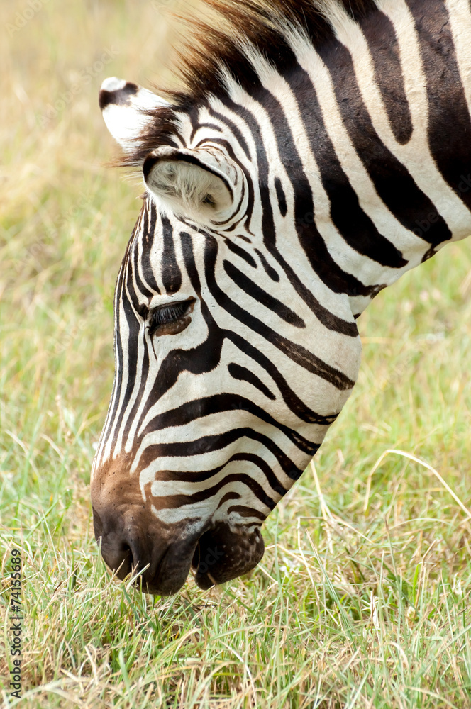 Fototapeta premium Zebra Grazing