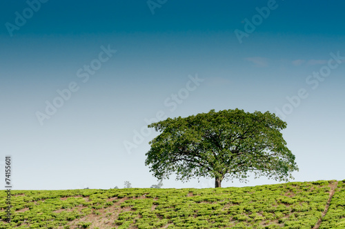 Lonestanding Tree