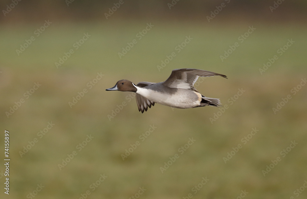 Northern pintail, Anas acuta