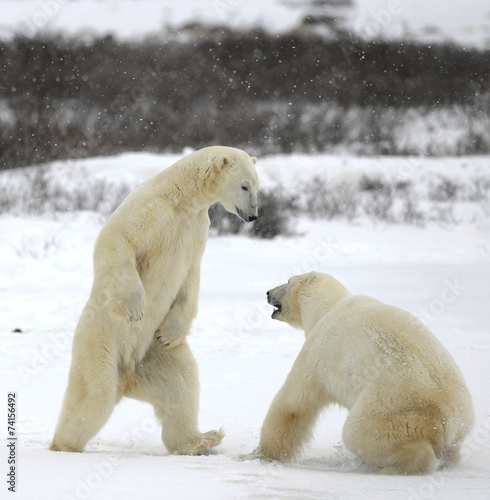 Fight of polar bears. 