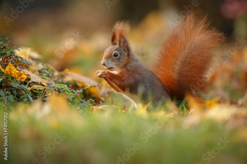 Foraging squirrel in red