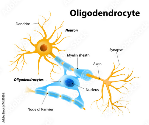 Oligodendrocytes or oligodendroglia photo