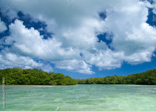 mangrove trees in sea © Pakhnyushchyy