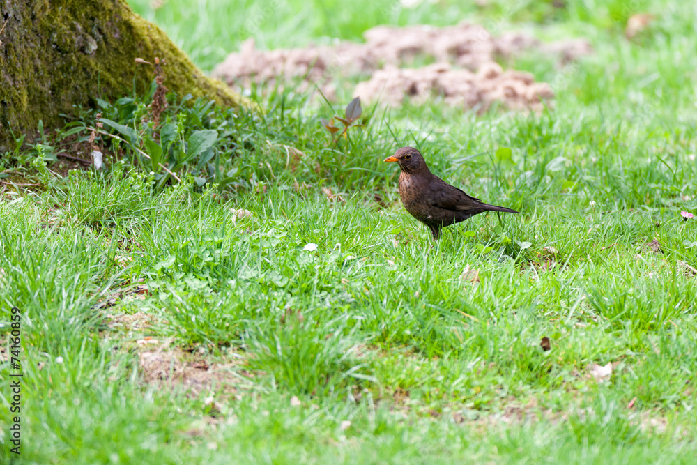 Turdus merula, Blackbird. Turdus merula, Blackbird.