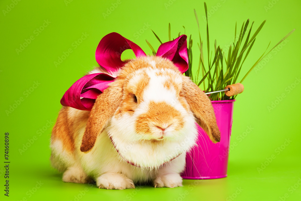 Obraz Cute small rabbit with bow on green background