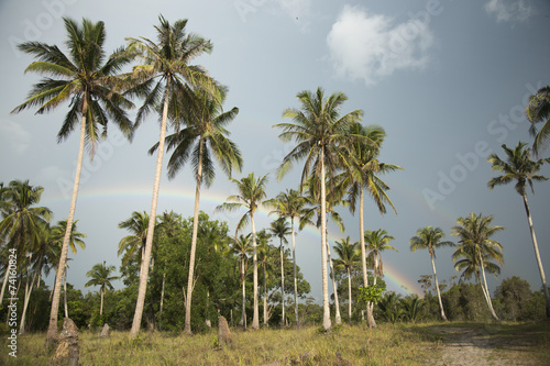 Palm trees,cloudy sky, rainbow