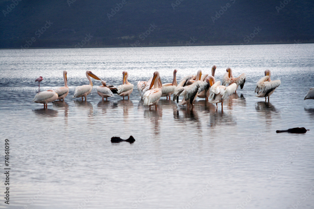 Naklejka premium Pelicans les pieds dans l'eau