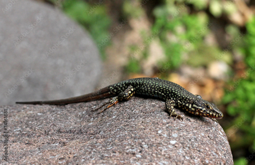 lucertola dei muri (podarcis muralis)