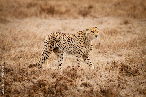 cheetah sunrise wildlife