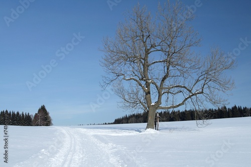 Snowy Landscape with a Solitary Lime Tree