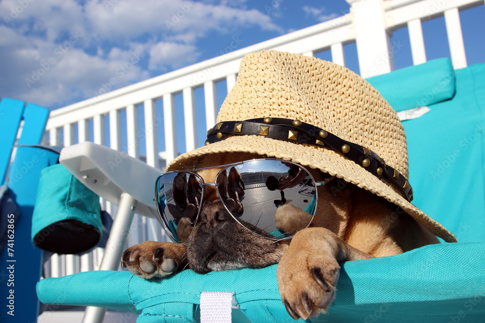 Pug Relaxing in Beach Chair - obrazy, fototapety, plakaty 