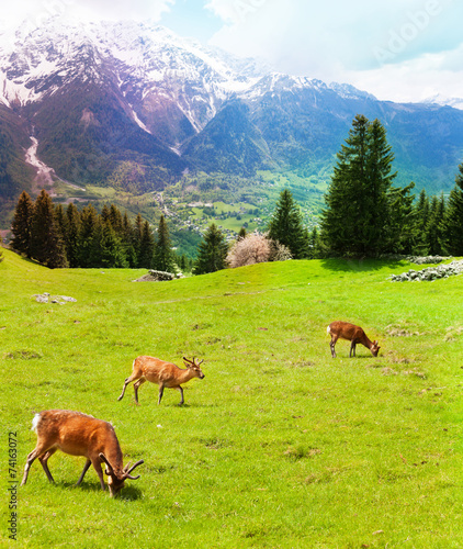Herd of deer in the mountains © Sergey Novikov
