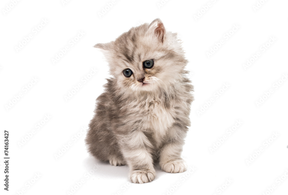 Obraz premium little fluffy kittens