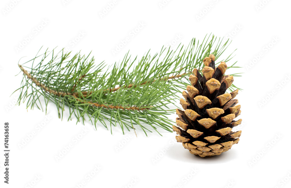 The image of a branch of the pine The image of a branch of the pine