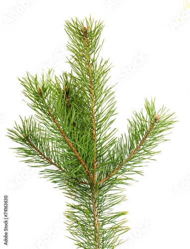 The image of a branch of the pine