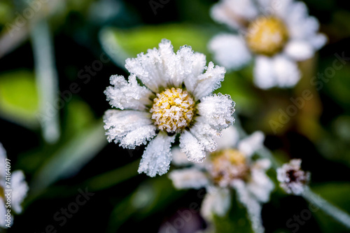 Close-up of frosty flowers (small depht of field) photo