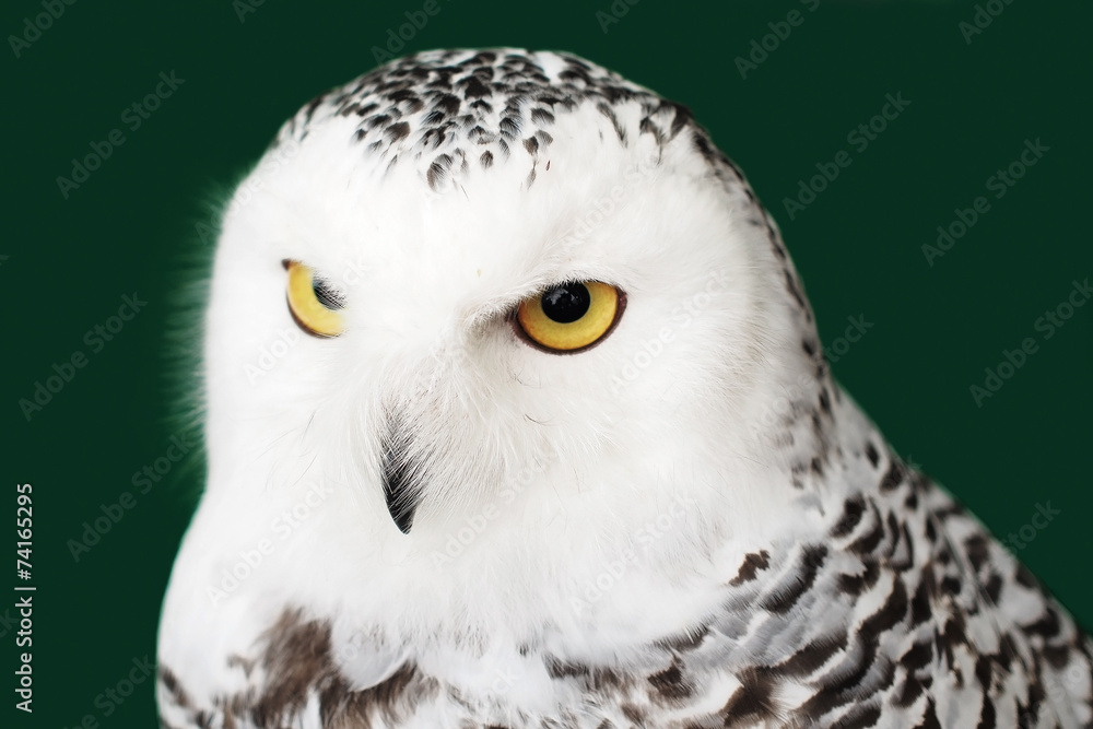 Obraz premium snow owl