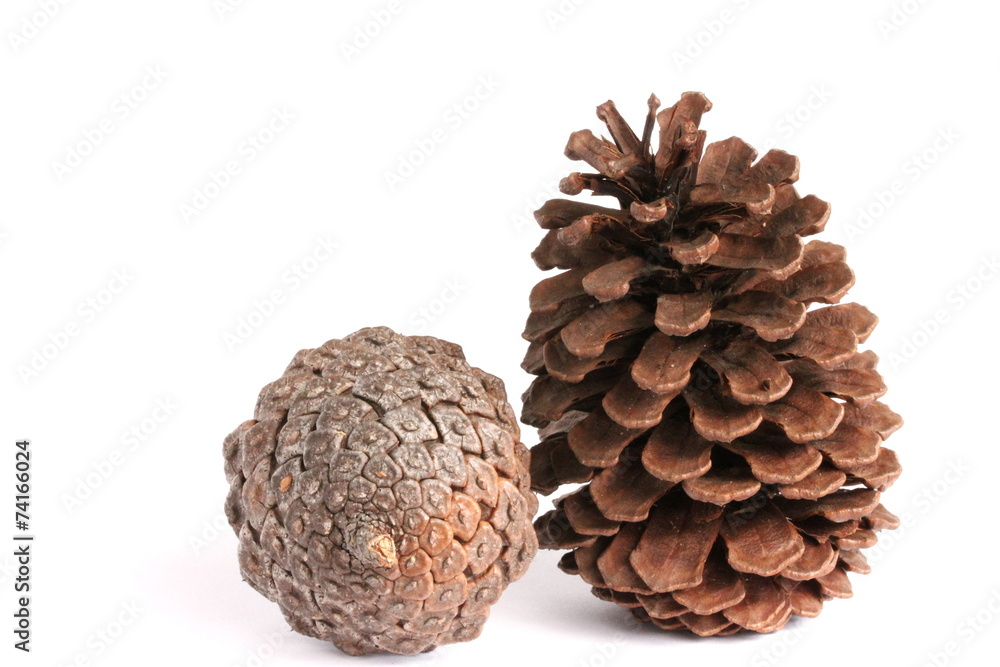 Pine Corn on White Background Pine Corn on White Background