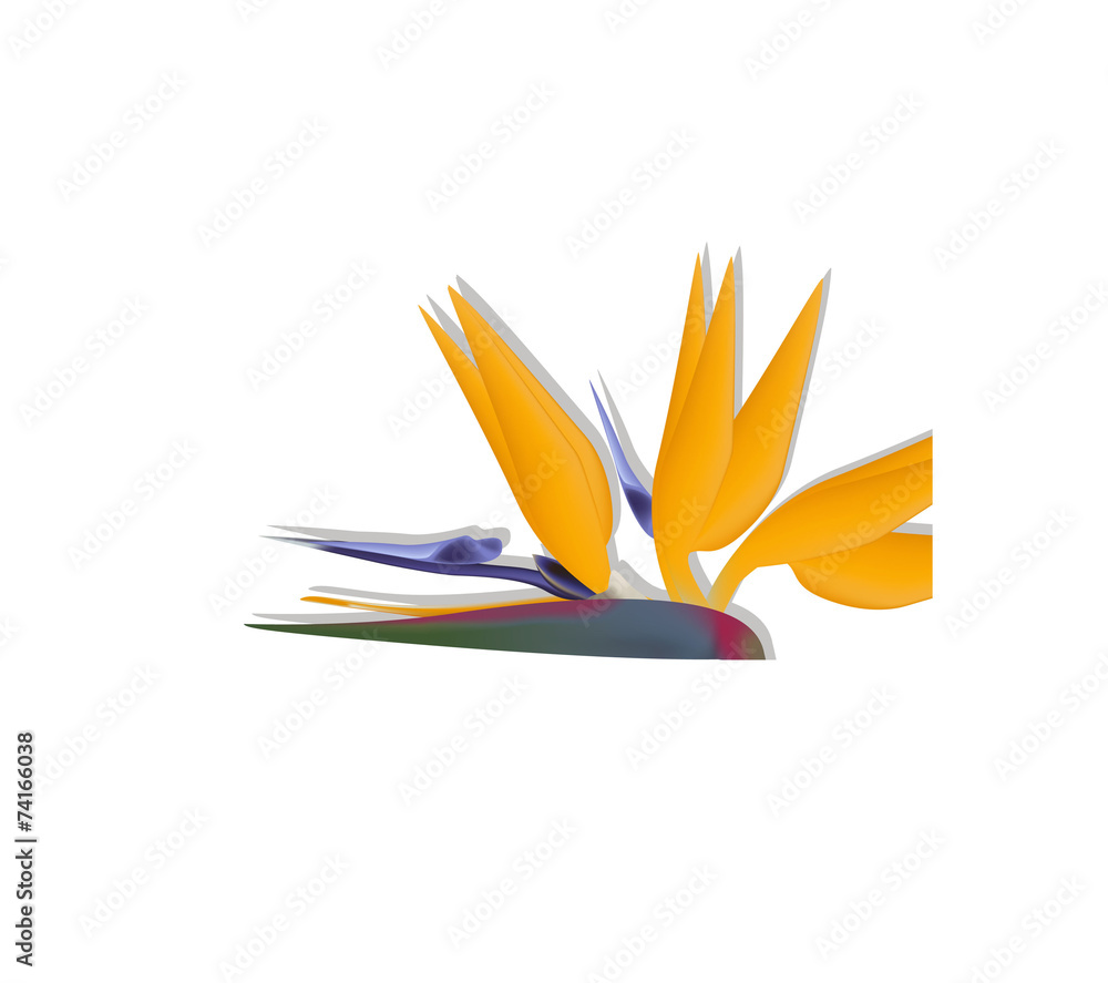 bird of paradise flower bird of paradise flower