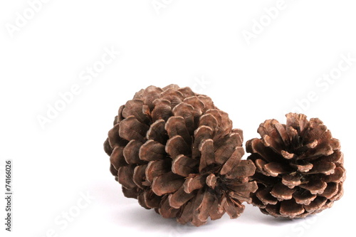 Pine Corn on White Background