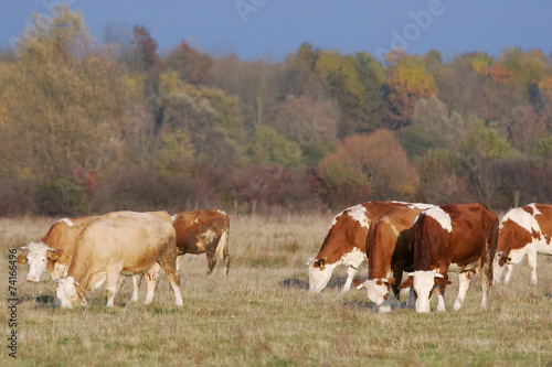 Small flock of cows on meadow